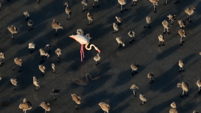 Flamingo cennetinde 5 yilin rekoru kirildi kurakliktan kurtulunca binlerce yavruya yuva oldu ekvQLa1N